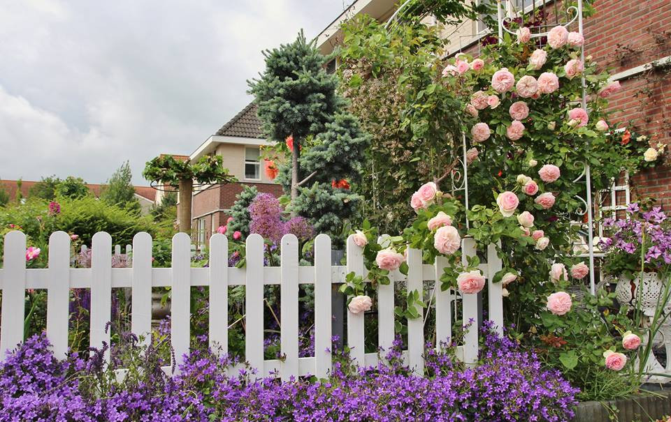 Bí quyết chăm hoa, giúp hoa nở rực rỡ, sai bông, form đẹp của chị Lips Phạm đó là cần biết đặc tính của hoa hồng, tìm hiểu về điều kiện sống của hoa, đặc điểm thời tiết ở địa phương. Bên cạnh đó, chị còn luôn chú ý đặt hồng ở nơi có nhiều nắng, chọn mua đất tơi xốp, chú ý bón phân, chăm chút cho cây vào những lúc rảnh rỗi.