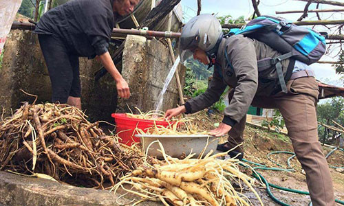 Sâm dây và sâm Ngọc Linh đang là cây giúp vùng căn cứ cách mạng thoát nghèo.