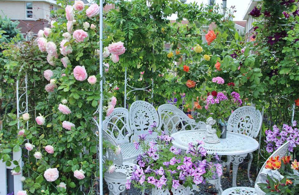 Từ sau khi theo chồng sang Hà Lan định cư, ước mơ của chị là có một ngôi nhà được phủ kín bởi hoa hồng nên sau khi cải tạo khu vườn chị trồng khắp nhà, hầu như những khu vực có đất, thoáng, nhiều nắng gió là chị chọn để trồng hồng. Càng trồng chị lại càng mê, mỗi khi biết thêm được một giống hồng mới, chị lại mua về trồng trong khoảng sân trước và hàng rào quanh nhà.