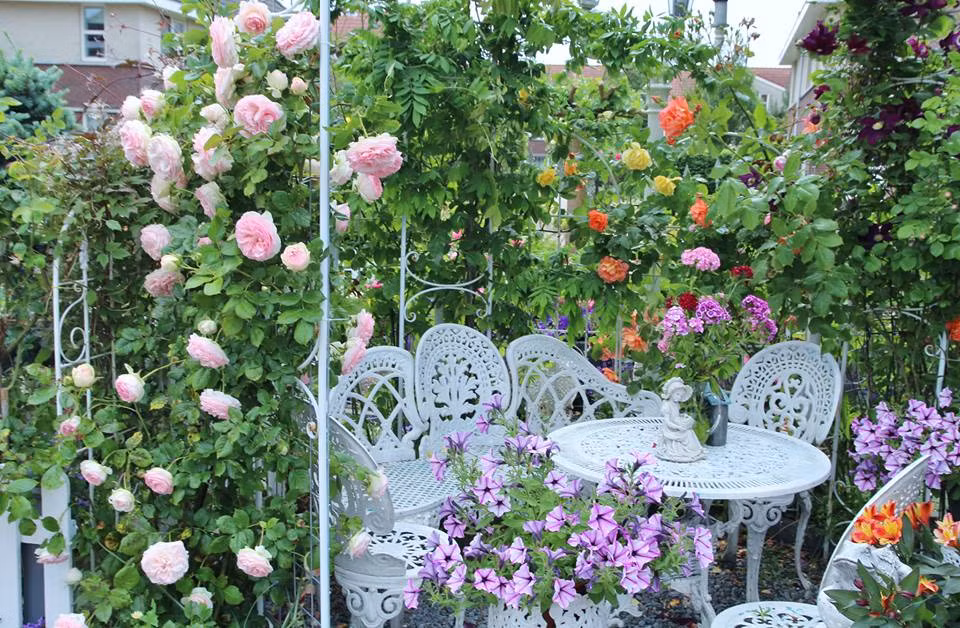 Từ sau khi theo chồng sang Hà Lan định cư, ước mơ của chị là có một ngôi nhà được phủ kín bởi hoa hồng nên sau khi cải tạo khu vườn chị trồng khắp nhà, hầu như những khu vực có đất, thoáng, nhiều nắng gió là chị chọn để trồng hồng. Càng trồng chị lại càng mê, mỗi khi biết thêm được một giống hồng mới, chị lại mua về trồng trong khoảng sân trước và hàng rào quanh nhà.