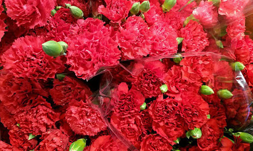 Cẩm chướng đỏ tặng mẹ ở Nhật - Ảnh: Getty