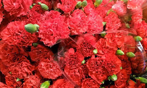 Cẩm chướng đỏ tặng mẹ ở Nhật - Ảnh: Getty