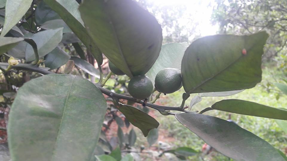 Cam canh càng sai quả càng tốt. Khi lượng quả trên cây nhiều, quả sẽ nhỏ hơn và luôn bán được giá.