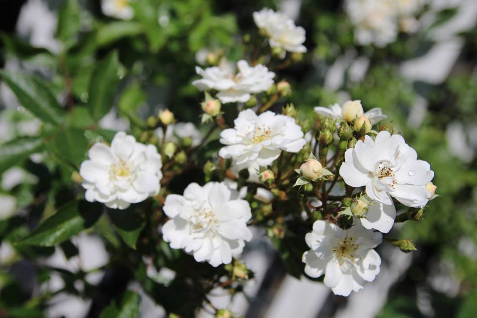 Bận rộn với công việc và con cái nên chị chỉ dành 30 phút buổi sáng và buổi chiều mỗi ngày để chăm sóc vườn hoa. Các con chị rất thích phụ mẹ làm vườn. Bà mẹ Việt muốn giúp con trau dồi tình yêu cây cỏ, muông thú; có tuổi thơ yên bình và gắn liền với thiên nhiên.