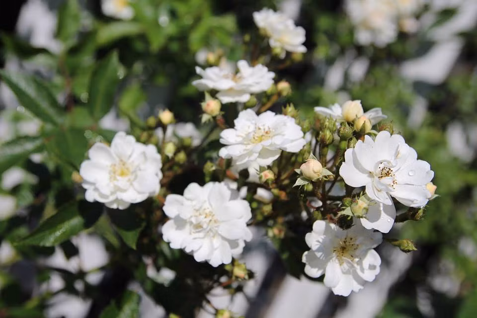 Bận rộn với công việc và con cái nên chị chỉ dành 30 phút buổi sáng và buổi chiều mỗi ngày để chăm sóc vườn hoa. Các con chị rất thích phụ mẹ làm vườn. Bà mẹ Việt muốn giúp con trau dồi tình yêu cây cỏ, muông thú; có tuổi thơ yên bình và gắn liền với thiên nhiên.