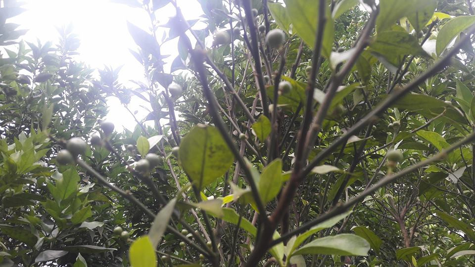 Cam canh trong vườn nhà ông Sơn chi chít quả.