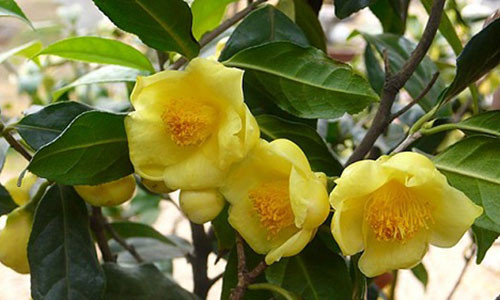 Người dân huyện Tam Đảo trồng trà hoa vàng thu hái hoa tươi hiện bán với giá 1,5 triệu đồng/kg.