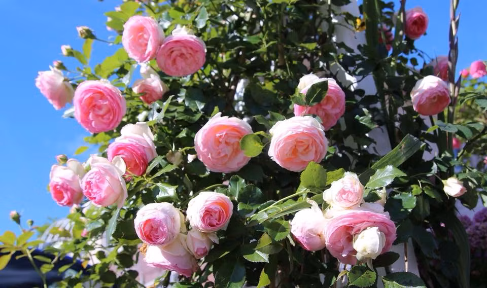 Chị Lips Phạm thường dành thời gian để cắt tỉa thường xuyên những cành già và cố định cành mới lên khung tạo tán, nuôi tán như mong muốn. Bởi theo kinh nghiệm của chị, tán càng to khỏe, hoa càng nhiều.