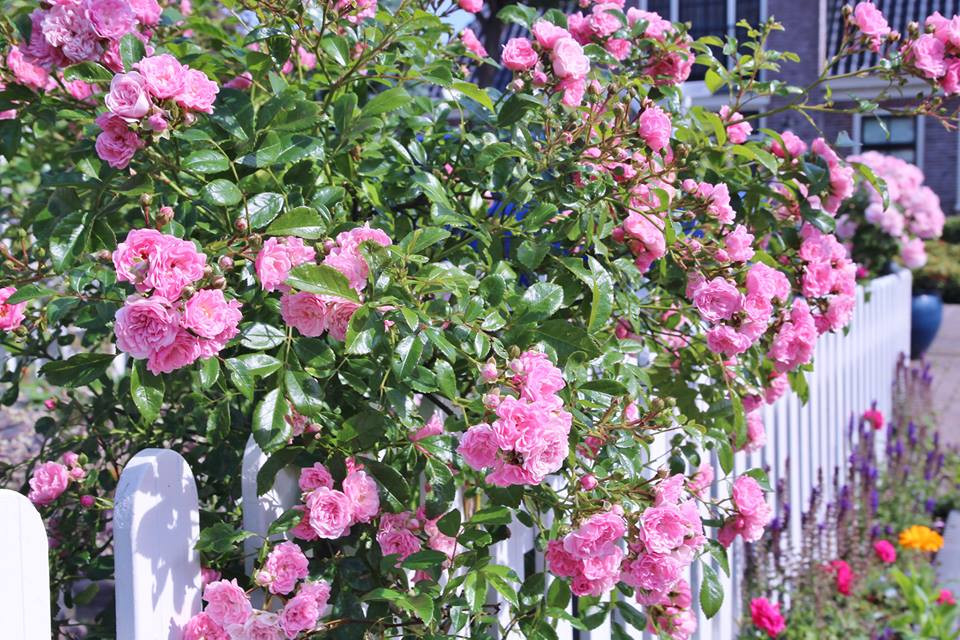 Hiện tại, trong vườn chị trồng hơn 40 giống hoa hồng khác nhau, đa dạng màu sắc từ đỏ, tím, trắng, vàng, cam…