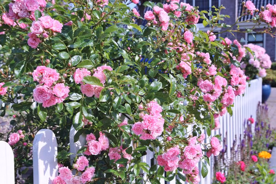 Hiện tại, trong vườn chị trồng hơn 40 giống hoa hồng khác nhau, đa dạng màu sắc từ đỏ, tím, trắng, vàng, cam…