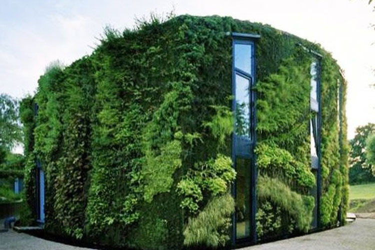 Ngôi nhà được phủ kín cây xanh thế này ắt hẳn sẽ rất mát mẻ trong mùa hè.