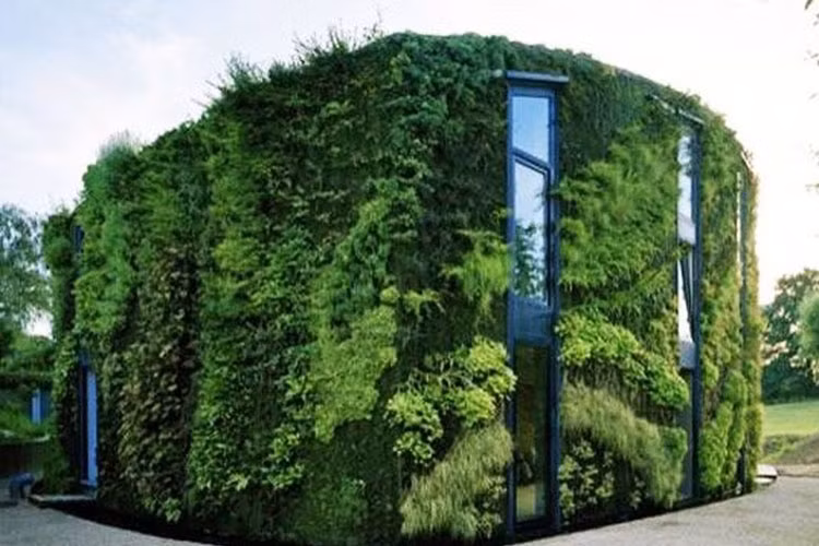 Ngôi nhà được phủ kín cây xanh thế này ắt hẳn sẽ rất mát mẻ trong mùa hè.