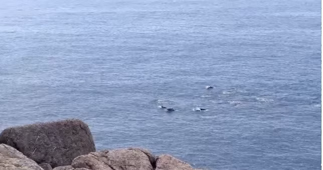 Vào tháng 5/2023, một đàn cá heo 15-20 con cũng đã xuất hiện ở Mũi Điện, thuộc thôn Vũng Rô, xã Hòa Xuân Nam, TX. Đông Hòa (Phú Yên). Ảnh: Vân Duy.