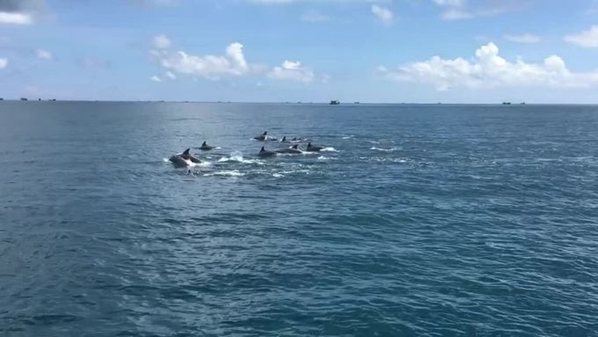 Sáng 23/9, hình ảnh một đàn hơn 10 con cá heo tung tăng bơi, nhảy lượn trên mặt biển và săn mồi ngay sát đảo Cù Lao Câu, tỉnh Bình Thuận đã được người dân ghi lại.