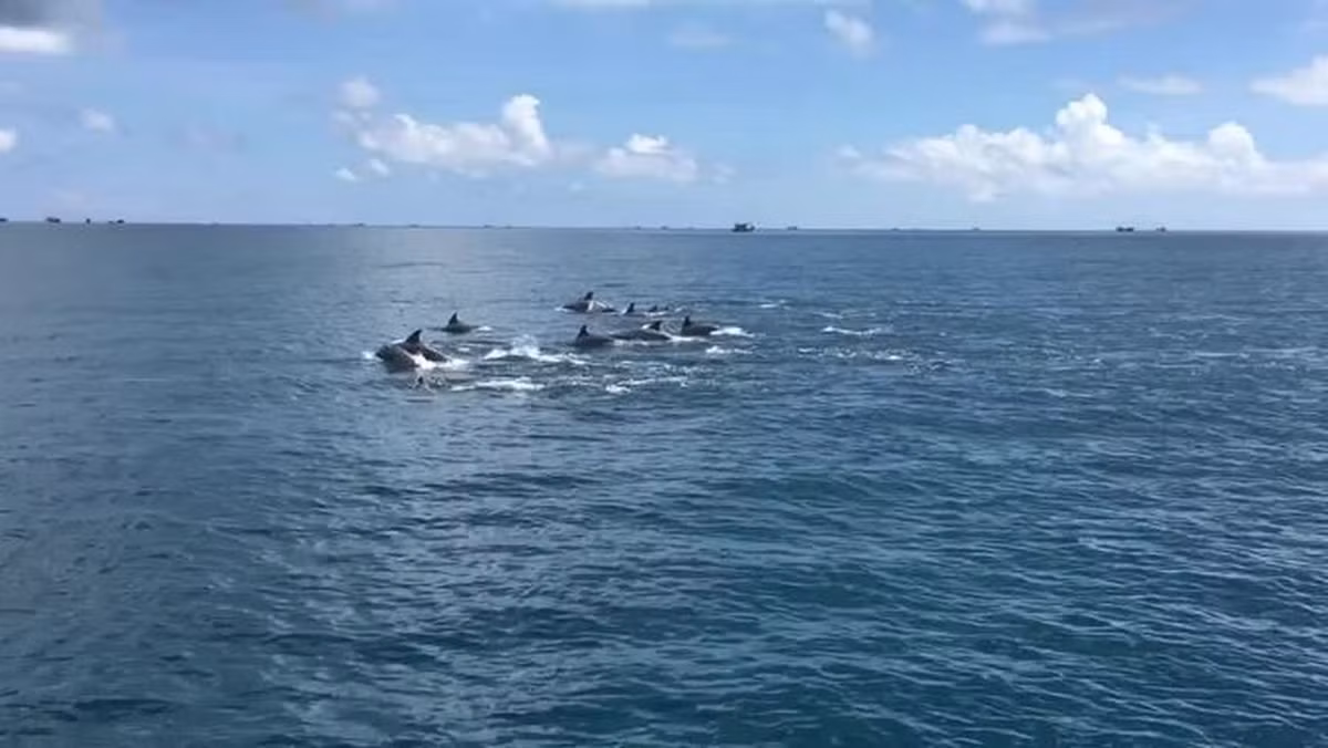 Sáng 23/9, hình ảnh một đàn hơn 10 con cá heo tung tăng bơi, nhảy lượn trên mặt biển và săn mồi ngay sát đảo Cù Lao Câu, tỉnh Bình Thuận đã được người dân ghi lại.