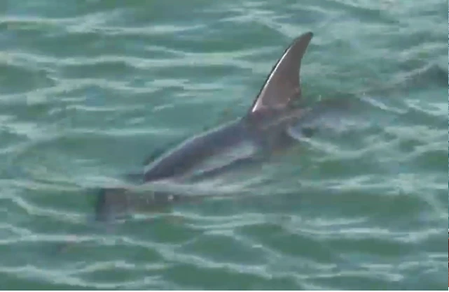 Vào ngày 19/11/2023, một con cá heo dài khoảng 1,4m đã bơi vào khu vực gần cầu Cảng, bãi biển Nam Hải của Cô Tô, Quảng Ninh. Ảnh: Cắt từ clip TTXVN.