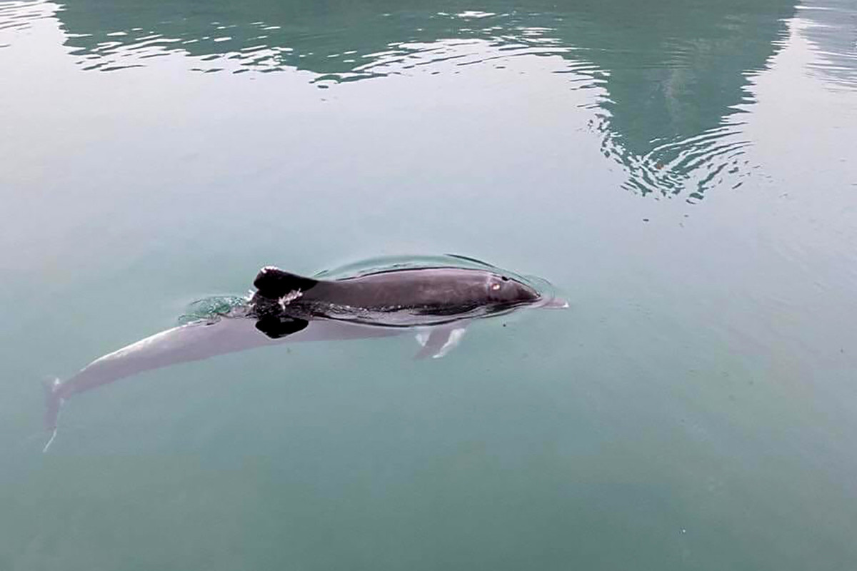 Sáng 29/3, trên mạng xã hội xuất hiện hình ảnh và clip một con cá heo đang bơi tại vị trí hang Luồn, vùng biển Vịnh Hạ Long, tỉnh Quảng Ninh. Ảnh: Bùi Trọng Anh.