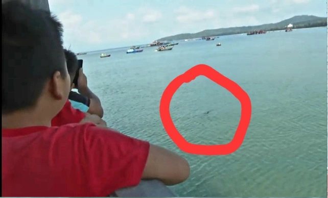 Sự xuất hiện của chú cá heo đã thu hút đông đảo người dân đến xem. Ảnh: TTXVN.