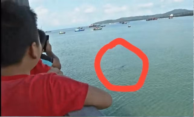 Sự xuất hiện của chú cá heo đã thu hút đông đảo người dân đến xem. Ảnh: TTXVN.