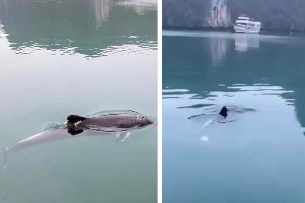 Trước đó, ngày 27/3, hai chú cá voi trắng bơi lội trên mặt biển Vân Đồn (gần cảng tàu Ao Tiên).