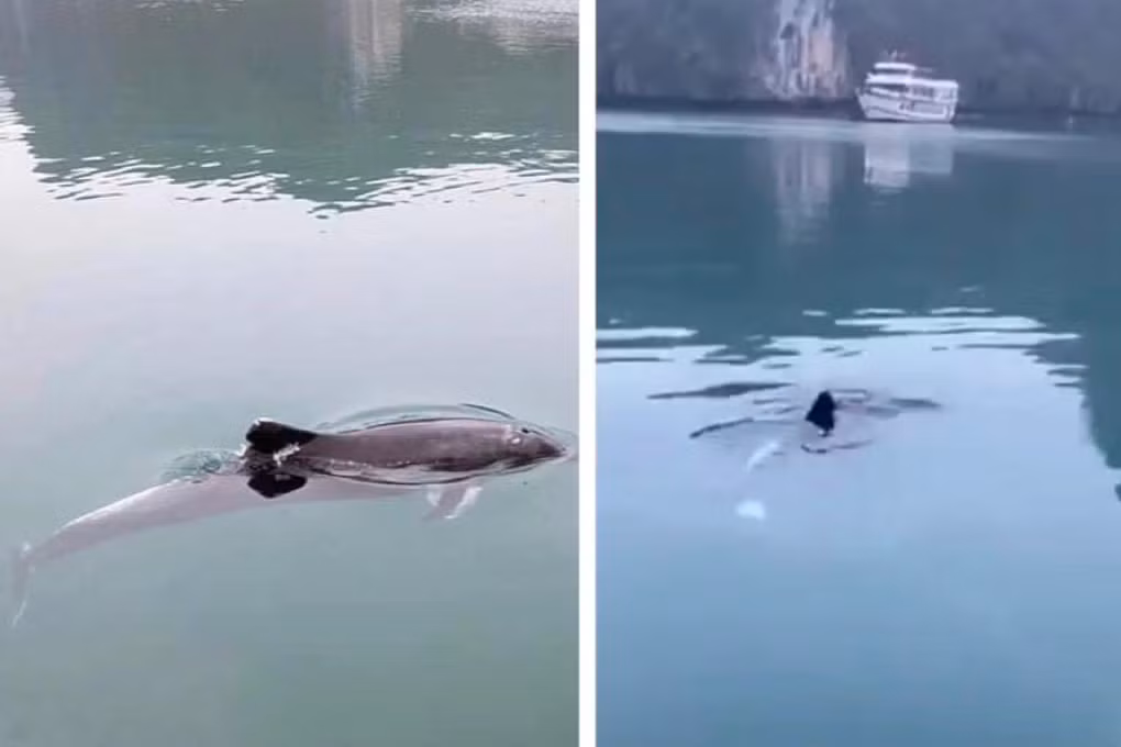 Trước đó, ngày 27/3, hai chú cá voi trắng bơi lội trên mặt biển Vân Đồn (gần cảng tàu Ao Tiên).