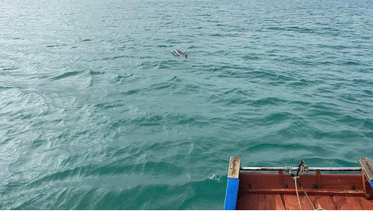 Đây không phải lần đầu tiên cá heo xuất hiện ở các vùng biển Việt Nam. Trước đó, vào tháng 1 năm nay, một đàn cá heo khoảng 30 con xuất hiện trên vùng biển của huyện đảo Cô Tô cũng đã được người dân ghi lại. Ảnh: Tuấn Anh.