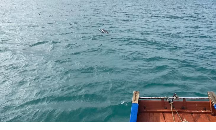 Đây không phải lần đầu tiên cá heo xuất hiện ở các vùng biển Việt Nam. Trước đó, vào tháng 1 năm nay, một đàn cá heo khoảng 30 con xuất hiện trên vùng biển của huyện đảo Cô Tô cũng đã được người dân ghi lại. Ảnh: Tuấn Anh.