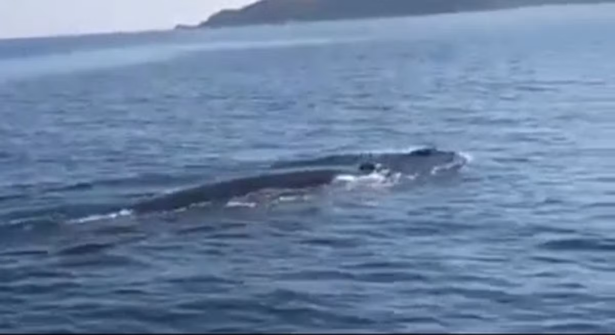 Đại diện Khu bảo tồn biển Cù Lao Chàm cho biết, cá heo đã một số lần vào vùng biển Cửa Đại, song đây là lần đầu tiên ghi nhận đàn cá heo có số lượng lớn như vậy.