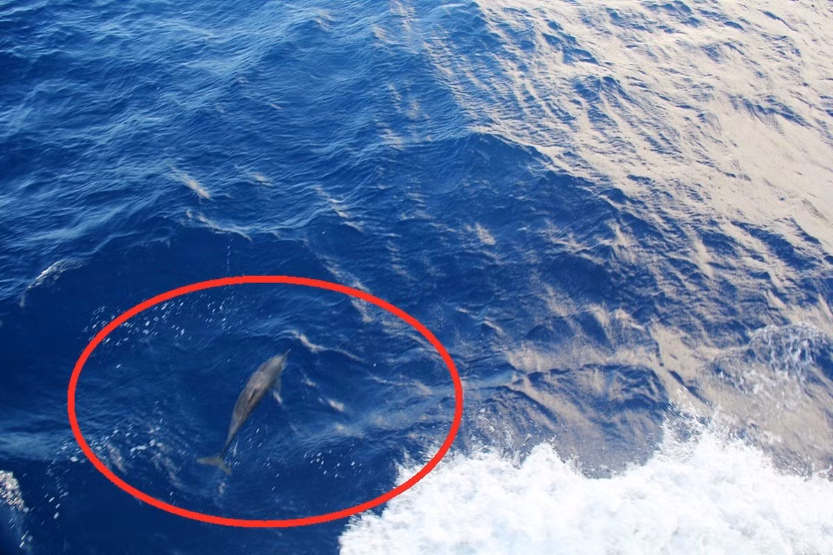 Còn đây là đàn cá heo nhỏ khoảng 10 - 12 con bơi lội bên dưới khi tàu Hải quân 561 (HQ 561) đến đảo Núi Le (thuộc quần đảo Trường Sa của Việt Nam).