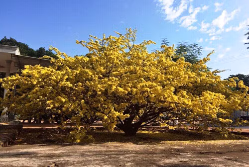 Cây mai rừng đẹp nhất miền Đông rực rỡ hoa vàng mỗi độ xuân về.