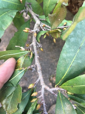 Búp hoa đã xuất hiện chi chít khắp các nhánh...