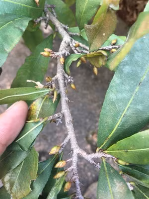 Búp hoa đã xuất hiện chi chít khắp các nhánh...