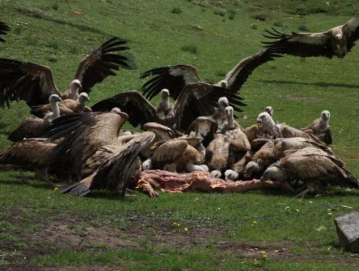 Theo đó, thi thể người chết sau khi qua đời sẽ được gia đình đưa lên đỉnh núi cao. Kế đến, người ta sẽ tiến hành róc thịt, đập vụn xương và cơ để bầy kền kền sà xuống ăn trong lúc những người thân của người đã mất ngồi lặng lẽ đọc kinh xung quanh.