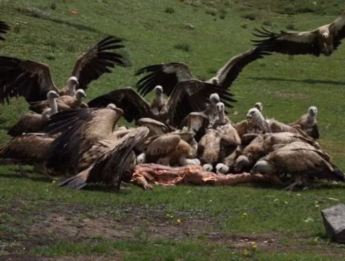 Theo đó, thi thể người chết sau khi qua đời sẽ được gia đình đưa lên đỉnh núi cao. Kế đến, người ta sẽ tiến hành róc thịt, đập vụn xương và cơ để bầy kền kền sà xuống ăn trong lúc những người thân của người đã mất ngồi lặng lẽ đọc kinh xung quanh.