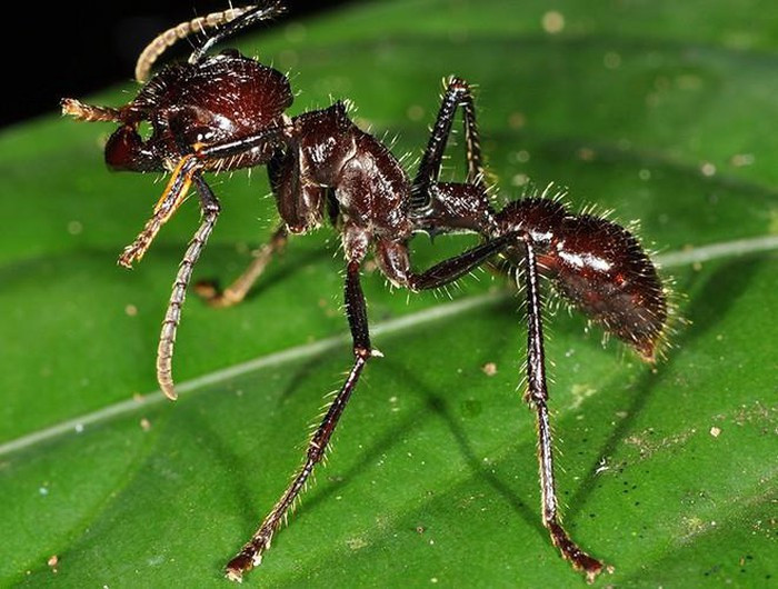 Kiến đầu đạn được coi là một trong những loài côn trùng có nọc độc gây đau đớn nhất thế giới. Đầu tiên, người ta sẽ bắt kiến đầu đạn và làm cho chúng mê đi, rồi dùng chúng và lá cây đan thành găng tay với phần đầu có nọc hướng vào bên trong. Các chàng trai Satere Mawe phải đeo hai găng tay đầy kiến trong vòng 10 phút