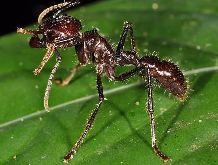 Kiến đầu đạn được coi là một trong những loài côn trùng có nọc độc gây đau đớn nhất thế giới. Đầu tiên, người ta sẽ bắt kiến đầu đạn và làm cho chúng mê đi, rồi dùng chúng và lá cây đan thành găng tay với phần đầu có nọc hướng vào bên trong. Các chàng trai Satere Mawe phải đeo hai găng tay đầy kiến trong vòng 10 phút