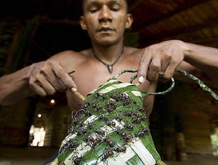 Sau khi hỏa táng người chết để đưa linh hồn người quá cố sang thế giới bên kia, người Yanomami sẽ đem phần tro cốt sau khi nghiền thành bột trộn vào thức ăn, trong đó có món chính là chuối nấu. Đây là món ăn chính trong ngày giỗ tưởng nhớ người quá cố sau khi họ qua đời khoảng 1 năm