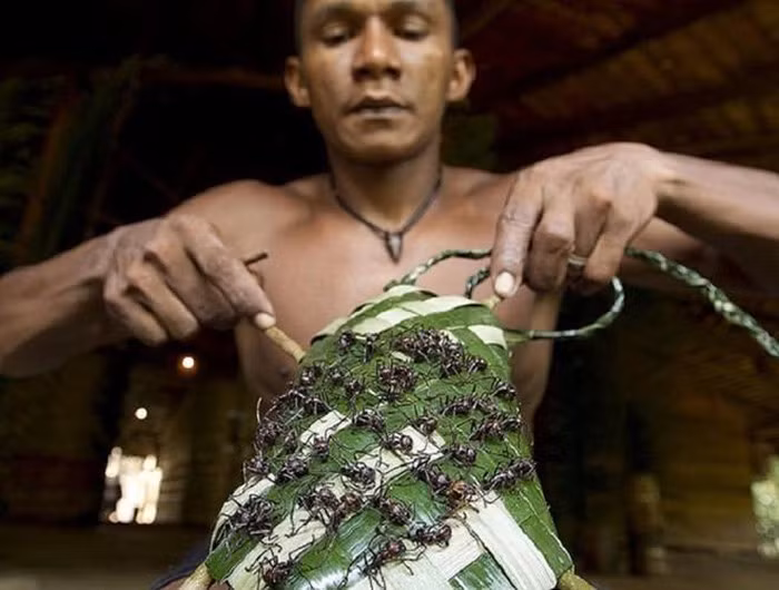 Sau khi hỏa táng người chết để đưa linh hồn người quá cố sang thế giới bên kia, người Yanomami sẽ đem phần tro cốt sau khi nghiền thành bột trộn vào thức ăn, trong đó có món chính là chuối nấu. Đây là món ăn chính trong ngày giỗ tưởng nhớ người quá cố sau khi họ qua đời khoảng 1 năm