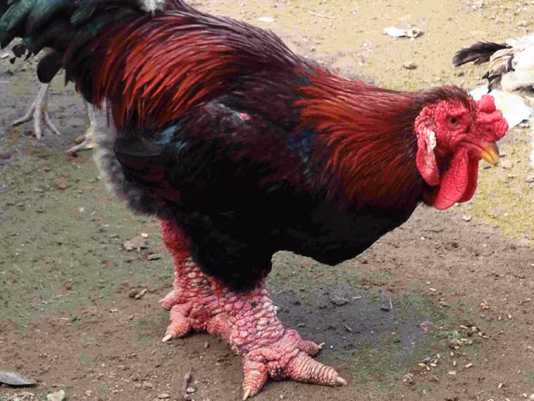 Khi trưởng thành, mỗi con gà Đông Tảo có thể nặng gần 5kg. Đây là loài gà nuôi cổ truyền của xã Đông tảo, thuộc huyện Khoái Châu, tỉnh Hưng Yên. Ngày xưa, loài gà này chỉ được dùng để cúng tế hoặc tiến vua. 