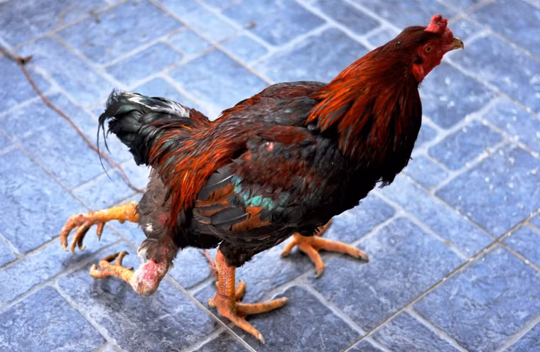 Gà 4 chân: Chú gà này được một nhà hàng ở quận Tây Hồ, Hà Nội nuôi dưỡng. Hai chân phụ mọc phía sau và có 4 ngón nhưng chỉ để "làm cảnh" vì không tham gia di chuyển như hai chân chính. Dù có tới 4 chân đi lại khó khăn nhưng con gà này vẫn sống khoẻ mạnh. Đây là là loại gà trống mào cờ, nặng khoảng 3,5kg, có bộ lông màu đỏ đen bóng mượt. 