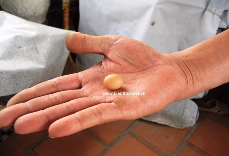 Quả trứng gà mái của anh Tài, khi đẻ ra chỉ nhỏ bằng hạt đậu phộng và được xem là quả trứng nhỏ nhất thế giới. Theo đó, khi dùng cân tiểu ly để cân, quả trứng chỉ nặng 2,8gram và dài 1,8cm. Được biết trước đó, kỷ lục thế giới từng công nhận quả trứng quả trứng nhẹ nhất thế giới là của chủ nhân người Mỹ. Trứng nặng 3,46gram, dài 2,7cm. Như vậy, với việc nhẹ hơn 0,6gram, quả trứng gà của anh Tài đã phá kỷ lục thế giới.