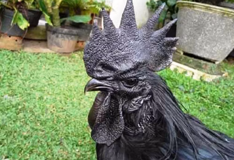 Gà "mặt quỷ": Đây là giống gà Ayam Cemani, nguồn gốc từ đảo Java, Indonesia. Điều không tưởng là mỗi chú gà được người "chơi" định giá đến hàng chục nghìn USD/con.