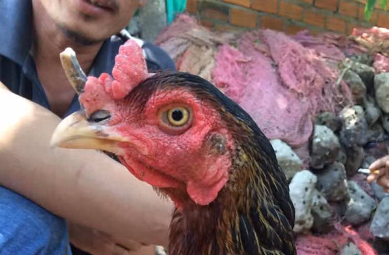 Gà mái có sừng như tê giác: "Cô" gà mái này có một chiếc sừng như tê giác trên mũi thuộc sở hữu của anh Võ Ngọc Minh (thôn Ngọc Diêm, xã Ninh Ích, huyện Ninh Hoà, tỉnh Khánh Hoà). "Nhiều người trả hàng chục triệu đồng để mua con gà có 1 không 2 này nhưng tôi không bán", anh Minh chia sẻ.