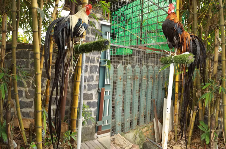  Gà đuôi dài: Những ngày cận Tết Đinh Dậu 2017, người dân ở TP HCM và các tỉnh phía Nam thích thú khi biết được thông tin một chủ trang trại ở tỉnh Bình Dương vừa nhập về và nhân giống thành công giống gà cảnh Onagadori nổi tiếng của Nhật với bộ đuôi dài hơn 2m.