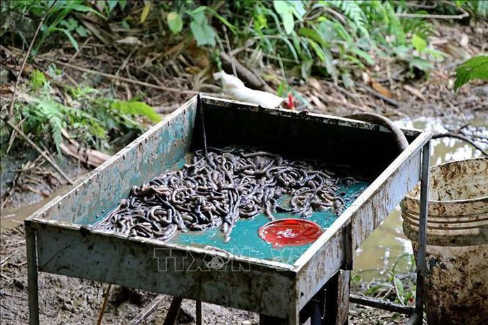 Bo Y te khuyen cao: Dia long khong co tac dung phong, chong COVID-19