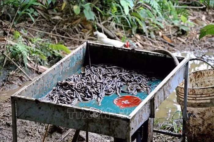 Bo Y te khuyen cao: Dia long khong co tac dung phong, chong COVID-19