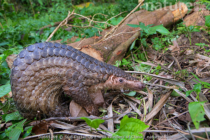 Chúng là loài ăn côn trùng, chủ yếu là kiến và mối, sử dụng lưỡi dài và dính để bắt mồi. (Ảnh: naturepl)