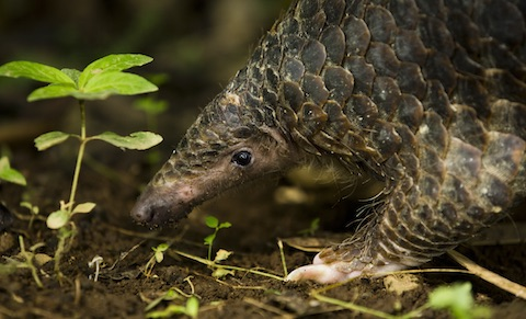 Loài này đang bị đe dọa nghiêm trọng do săn bắt trái phép và buôn bán động vật hoang dã, vì vảy của chúng được sử dụng trong y học cổ truyền và thịt của chúng được coi là đặc sản ở một số nơi. (Ảnh: WildAid)