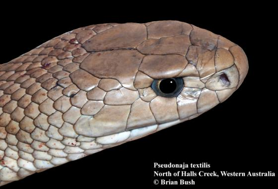 Chúng thuộc họ Elapidae, nổi tiếng với nọc độc mạnh mẽ. Nọc độc của rắn nâu phương Đông có khả năng gây rối loạn đông máu và có thể dẫn đến ngừng tim nếu không được điều trị kịp thời.