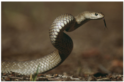 Mặc dù nguy hiểm, rắn nâu phương Đông đóng vai trò quan trọng trong hệ sinh thái. Chúng giúp kiểm soát số lượng các loài gặm nhấm, từ đó duy trì cân bằng sinh thái. Tuy nhiên, sự phát triển đô thị và mất môi trường sống tự nhiên đang đe dọa sự tồn tại của loài rắn này.